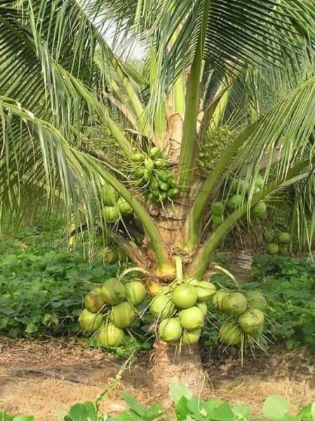Vietnam-coconut